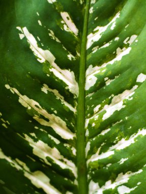  yeşil yaprak dokusu arkaplanı