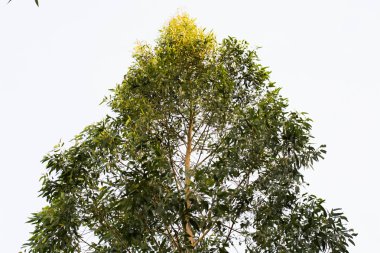 yaprak ve dal arka plan