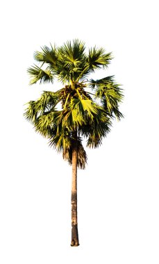 Plam ağaç izole beyaz zemin üzerine