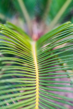 Yapraklı yeşil yaprak yüzeyi