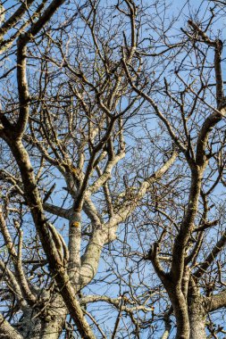 Ölü ağaçlar yalnızdır.