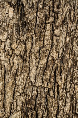 Sonra yanık ağaç arka plan dokusu