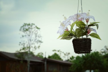 pot arka planda çiçek 