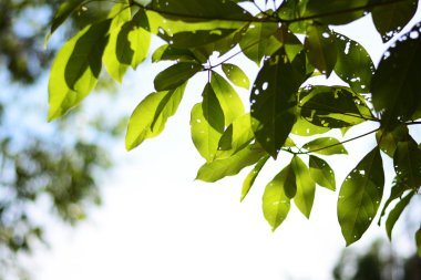 ree şube ve yeşil arka plan, güvenli toprak yaprak 