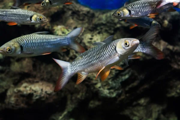 Carpa Pazza Pesce Sultano — Foto Stock