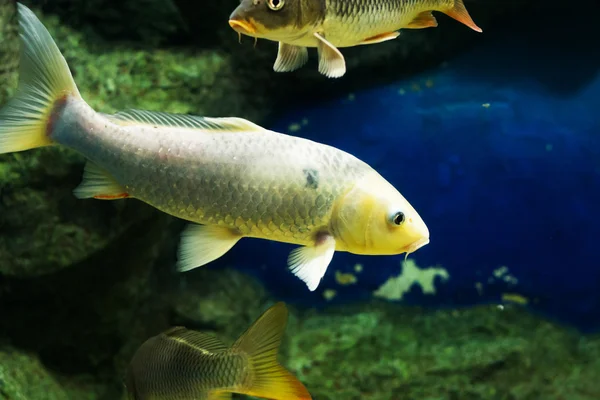 Carpa Común Cyprinus Carpio — Foto de Stock