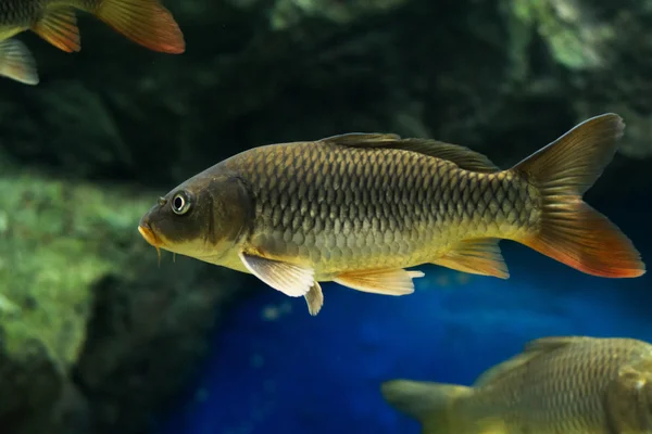 Der Gemeine Karpfen Cyprinus Carpio — Stockfoto