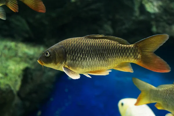 Der Gemeine Karpfen Cyprinus Carpio — Stockfoto