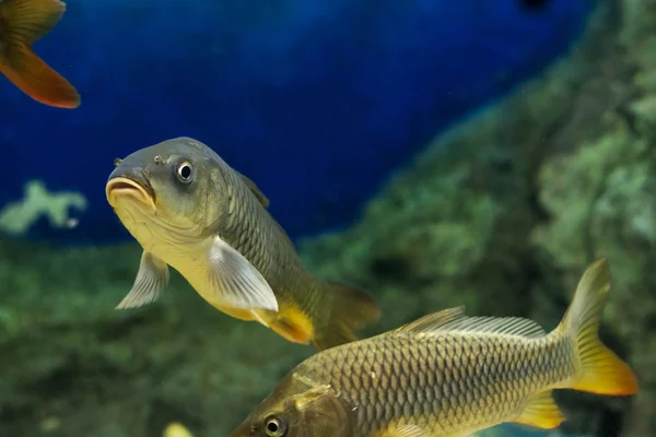 Der Gemeine Karpfen Cyprinus Carpio — Stockfoto