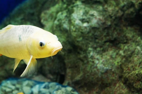 Karper Cyprinus Carpio — Stockfoto