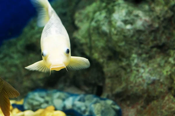 Karper Cyprinus Carpio — Stockfoto