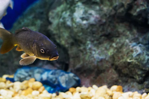 Der Gemeine Karpfen Cyprinus Carpio — Stockfoto