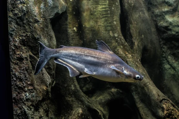 Salyangoz yiyen pangasius balık