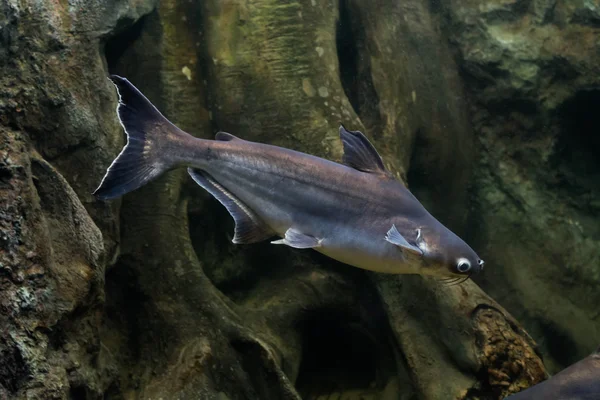 Salyangoz yiyen pangasius balık