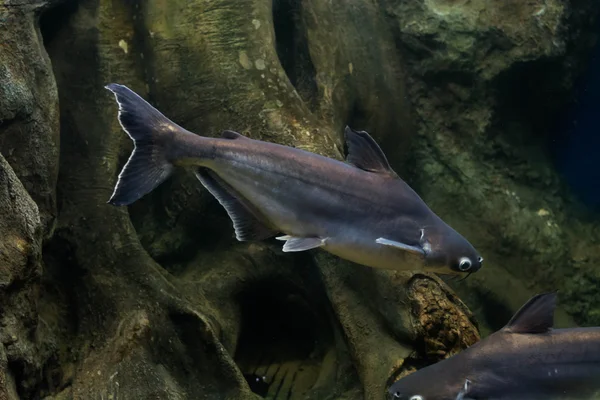 Salyangoz yiyen pangasius balık