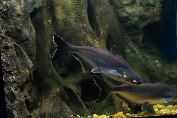 Salyangoz yiyen pangasius balık