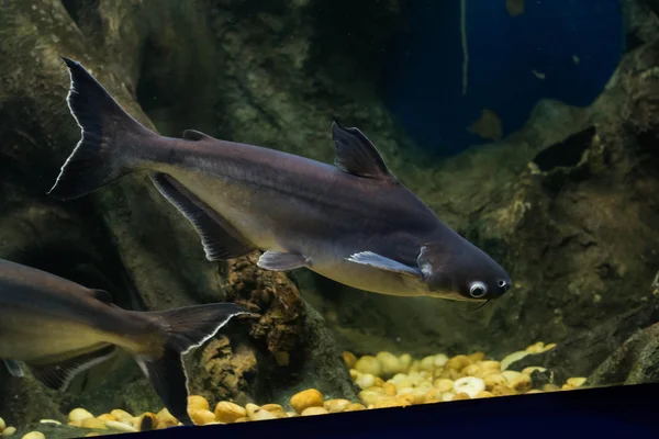 Salyangoz yiyen pangasius balık