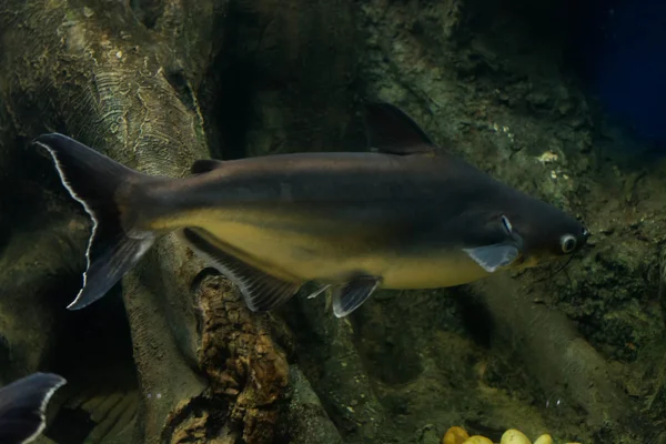 Salyangoz yiyen pangasius balık