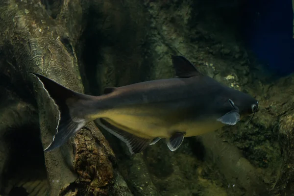 Salyangoz yiyen pangasius balık