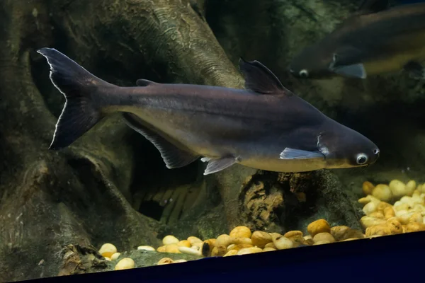 Salyangoz yiyen pangasius balık