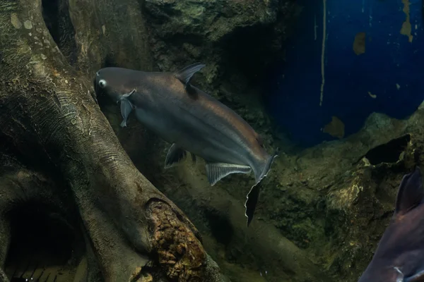 Salyangoz yiyen pangasius balık