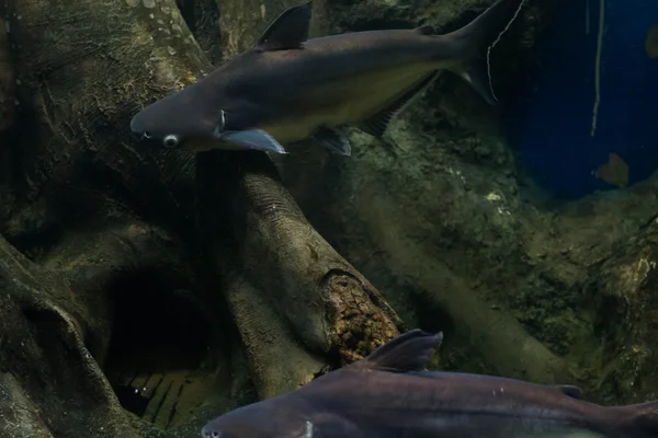 Salyangoz yiyen pangasius balık