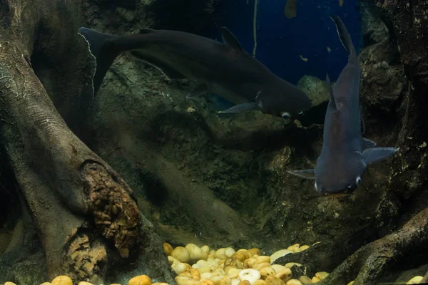 Salyangoz yiyen pangasius balık