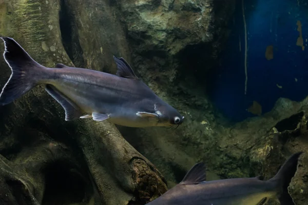 Salyangoz yiyen pangasius balık