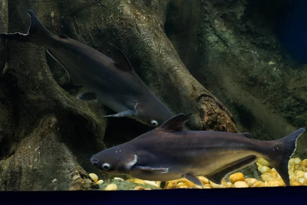 Salyangoz yiyen pangasius balık