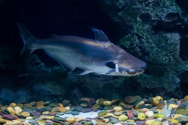 Tropikal balık siyah kulak yayın balığı, Güneydoğu Asya nehirlerdeki yaşıyor
