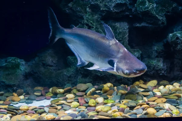 Tropikal balık siyah kulak yayın balığı, Güneydoğu Asya nehirlerdeki yaşıyor
