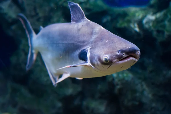 東南アジアの川に住んでいる熱帯魚黒耳ナマズ — ストック写真