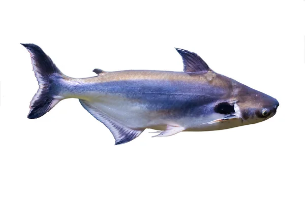 Tropische Vis Zwart Oor Catfish Woont Rivieren Van Zuidoost Azië — Stockfoto