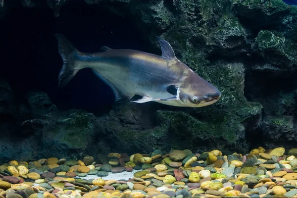 Tropikal balık siyah kulak yayın balığı, Güneydoğu Asya nehirlerdeki yaşıyor