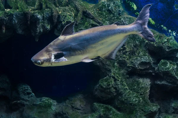 Tropikal balık siyah kulak yayın balığı, Güneydoğu Asya nehirlerdeki yaşıyor