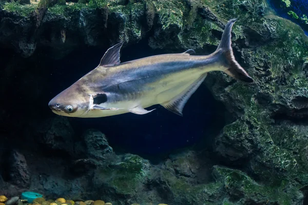 Tropikal balık siyah kulak yayın balığı, Güneydoğu Asya nehirlerdeki yaşıyor
