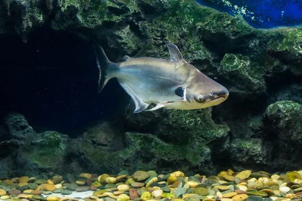 Tropikal balık siyah kulak yayın balığı, Güneydoğu Asya nehirlerdeki yaşıyor