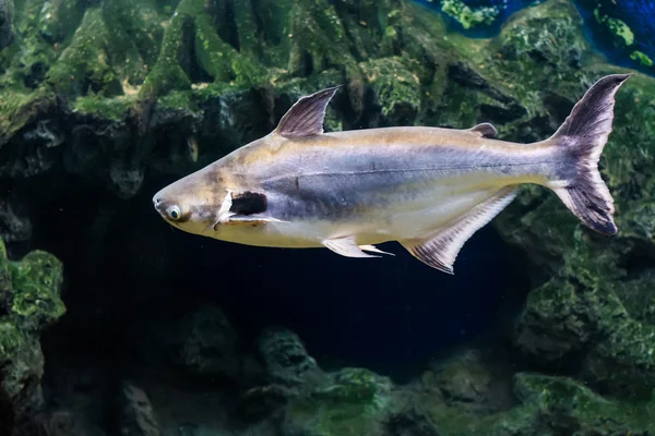 東南アジアの川に住んでいる熱帯魚黒耳ナマズ — ストック写真