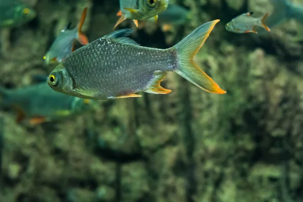 Cyprinidae Fisk Vitrin — Stockfoto