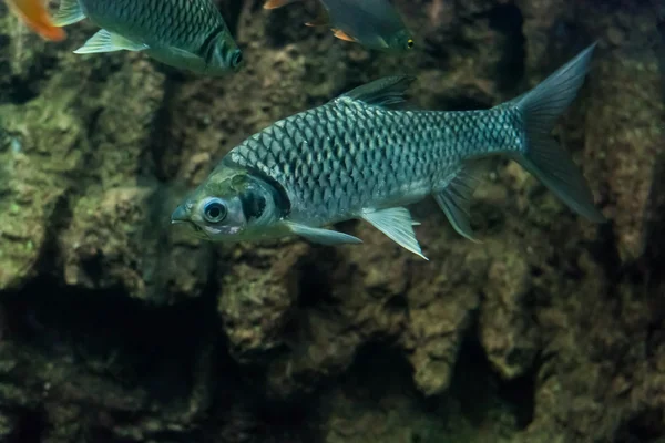 Java barb, gümüş barb
