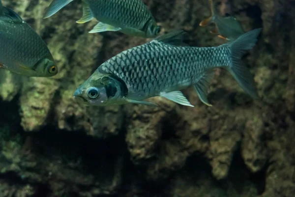 Java Barb Gümüş Barb — Stok fotoğraf