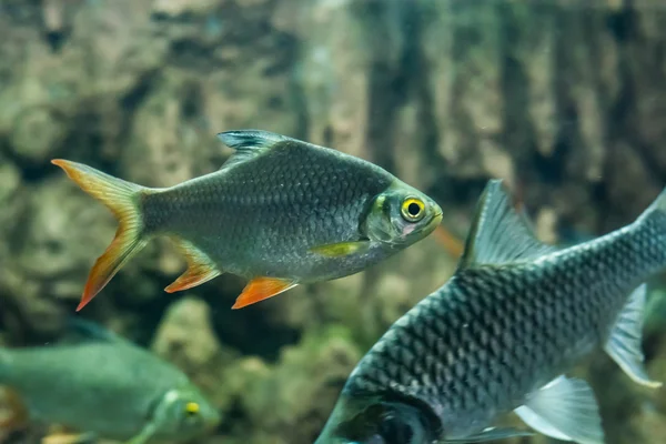 Java Barb Gümüş Barb — Stok fotoğraf