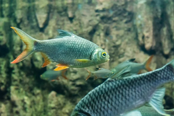 Java barb, gümüş barb