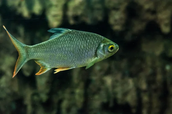 Poisson Cyprinidae Dans Une Armoire Verre — Photo