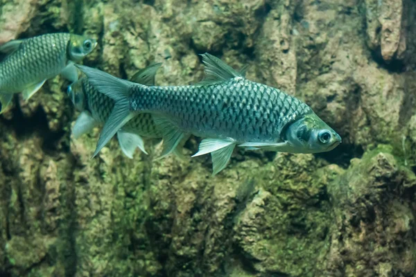 Java barb, gümüş barb