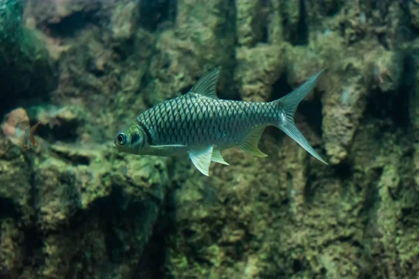 Java barb, gümüş barb