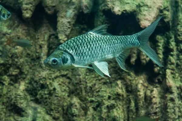 Java Barb Barb Srebrny — Zdjęcie stockowe