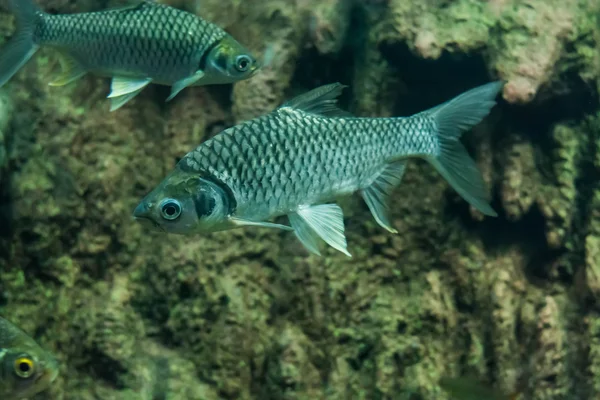 Java barb, gümüş barb