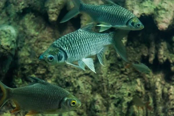 Java Barb Ασημένια Barb — Φωτογραφία Αρχείου