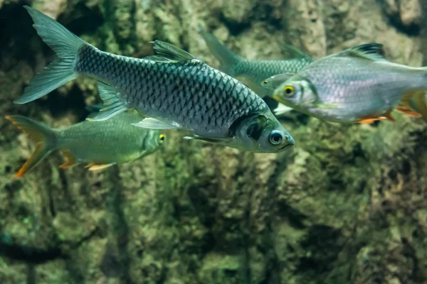 Java Barb Ασημένια Barb — Φωτογραφία Αρχείου